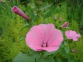 Lavatera Royalty Free Stock Photo