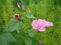 Lavatera Royalty Free Stock Photo