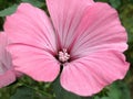 Pink flowers of Lavatera trimestris plant Royalty Free Stock Photo