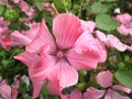 Pink flowers of Lavatera trimestris plant Royalty Free Stock Photo