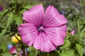 Lavatera trimestris Royalty Free Stock Photo