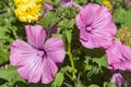 Lavatera trimestris Royalty Free Stock Photo