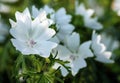 Lavatera white dwarf pink blush beautiful white flower with pink stripes