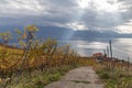 Lavaux region on autumn 4 Royalty Free Stock Photo