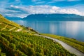 Lavaux, Switzerland: Lake Geneva and the Swiss Alps landscape seen from hiking trail among Lavaux vineyard tarraces in Royalty Free Stock Photo