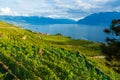 Lavaux, Switzerland: Lake Geneva and the Swiss Alps landscape seen from Lavaux vineyard tarraces in Canton of Vaud Royalty Free Stock Photo