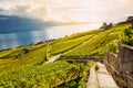 Lavaux, Switzerland: Lake Geneva and the Swiss Alps landscape seen from Lavaux vineyard hiking trail in Canton Vaud Royalty Free Stock Photo
