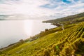 Lavaux, Switzerland: Lake Geneva and the Swiss Alps landscape seen from Lavaux vineyard tarraces in Canton of Vaud Royalty Free Stock Photo