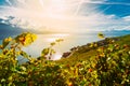 Lavaux, Switzerland: Vine branches ripen in the rays of the sun going down over the lake Geneva, Lavaux vineyard