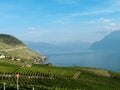 Lavaux vineyards (3) Royalty Free Stock Photo