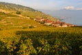 Lavaux Vineyards Royalty Free Stock Photo