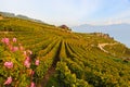 Lavaux Vineyards Royalty Free Stock Photo