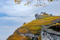 The Lavaux vineyards in autumn color