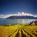 Lavaux vineyards Royalty Free Stock Photo