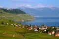 Lavaux vineyards on Lake Geneva, Switzerland Royalty Free Stock Photo