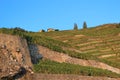 Lavaux vineyards, Switzerland Royalty Free Stock Photo