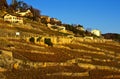 Lavaux vineyards, Switzerland Royalty Free Stock Photo