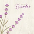 Laveder over wooden panels Royalty Free Stock Photo