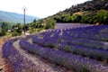 Lavendar Royalty Free Stock Photo