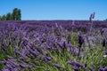 Lavendar farm in Sequim, Washington Royalty Free Stock Photo