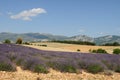 Lavendar Fields