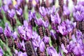 Lavendar Flowers