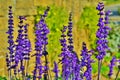 Lavendar flowers in a meadow.