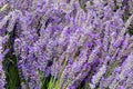 Lavendar flowers and stems in bunches