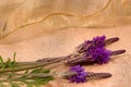 Lavendar and Lace Royalty Free Stock Photo