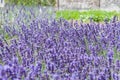 Lavendar plants