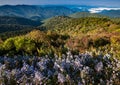 Lavendar wildflowers frame the mountain view from Cowee overlook on the Blue Ridge Parkway