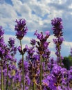 Lavendel blossom Royalty Free Stock Photo