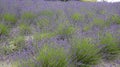 Lavendel field at Eden Project in Cornwall