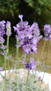 Lavendel in the fields