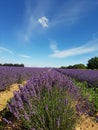 Lavendel fields France