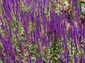 Lavendel Filed in the Garden Royalty Free Stock Photo