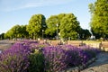 Lavendel flowers