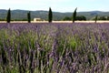 lavendel flowers france