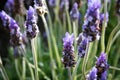 Lavender Royalty Free Stock Photo