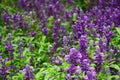 Lavender Royalty Free Stock Photo