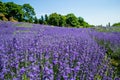 Lavender flower blooming fields Royalty Free Stock Photo