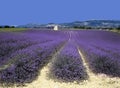 Lavender Royalty Free Stock Photo