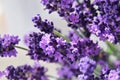 Lavender Royalty Free Stock Photo