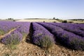 Lavender Royalty Free Stock Photo
