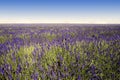 Lavender Royalty Free Stock Photo