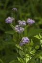 Lavender Ageratum Wildflowers - Conoclinium Coelestinum
