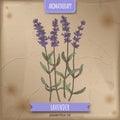 Lavender aka Lavandula angustifolia color sketch on vintage background.