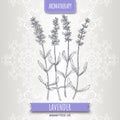 Lavender aka Lavandula angustifolia sketch on elegant lace background.