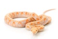 Lavender Albino Reticulated Python Royalty Free Stock Photo