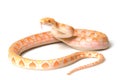 Lavender Albino Reticulated Python Royalty Free Stock Photo